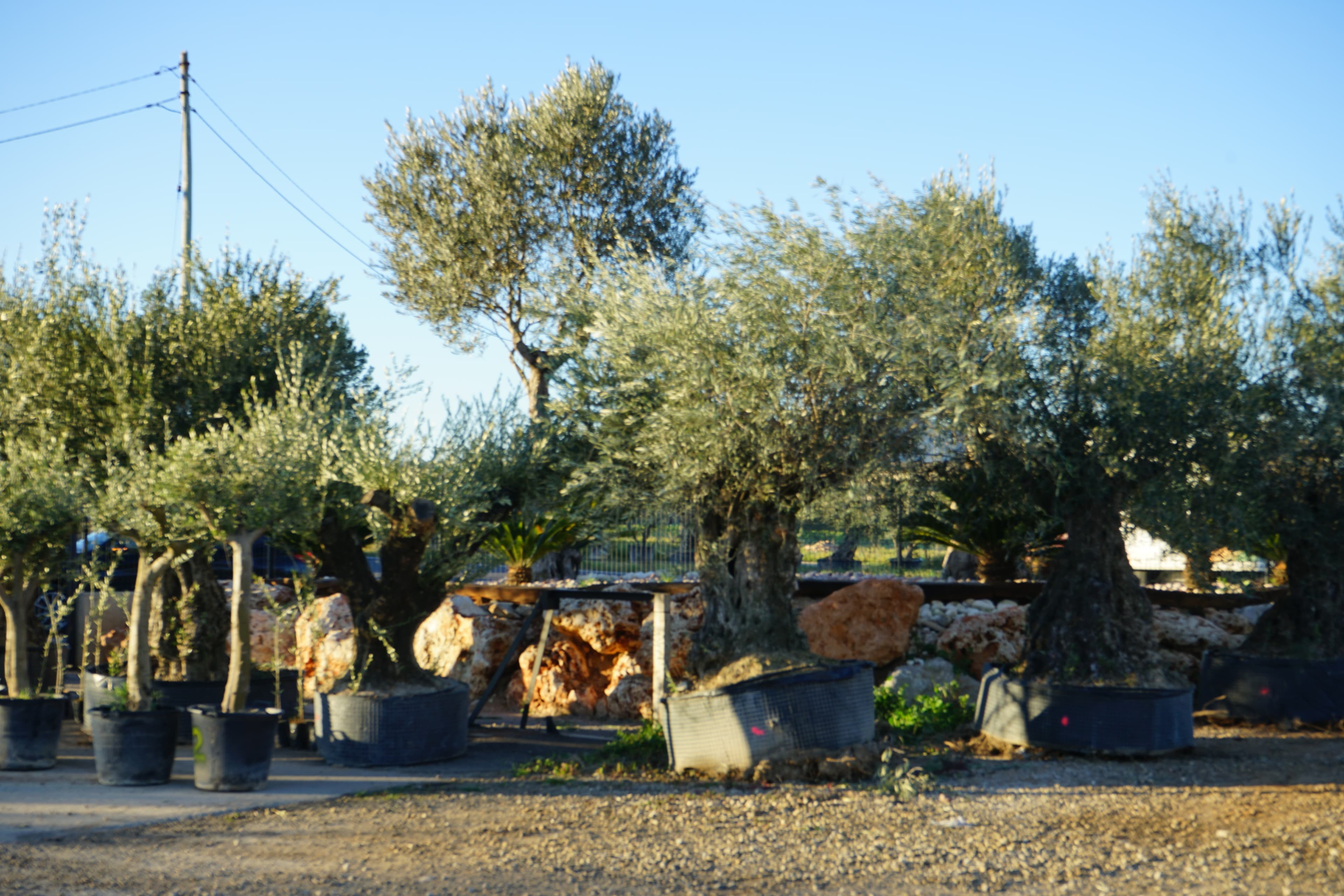 Pon un olivo centenario en tu jardín y transforma tu espacio en un lugar con alma 1