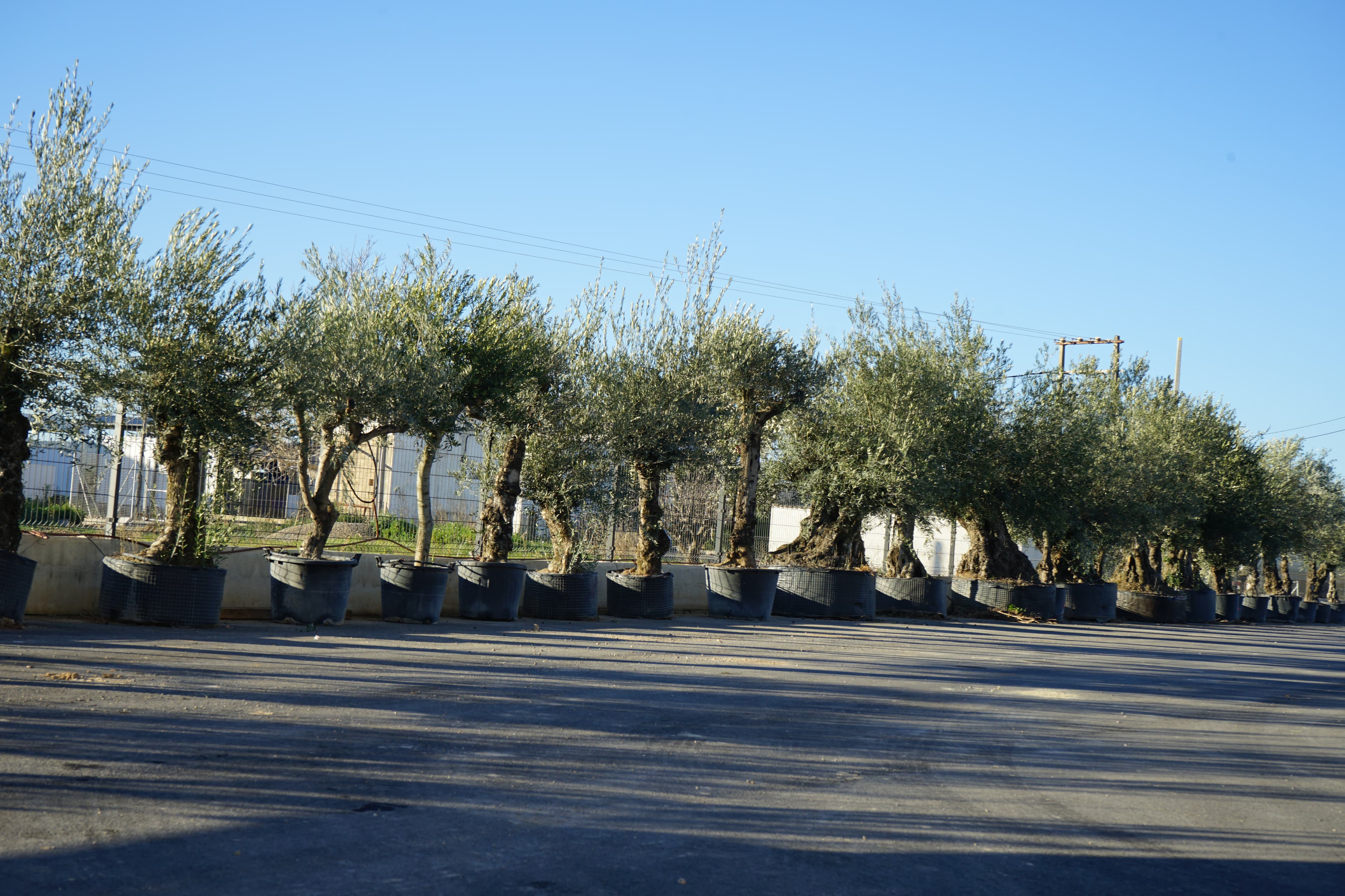 Pon un olivo centenario en tu jardín y transforma tu espacio en un lugar con alma 2