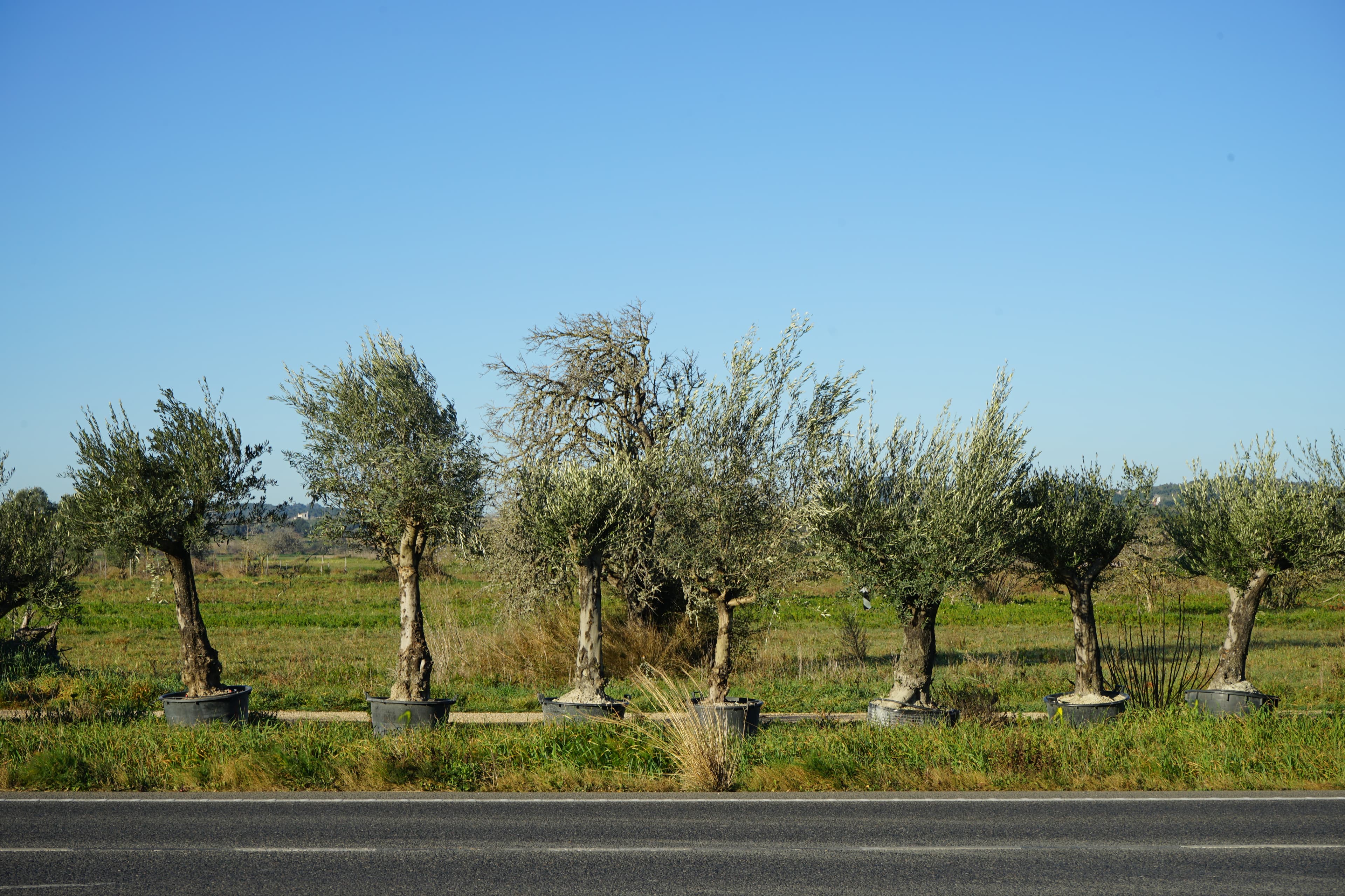Pon un olivo centenario en tu jardín y transforma tu espacio en un lugar con alma 3