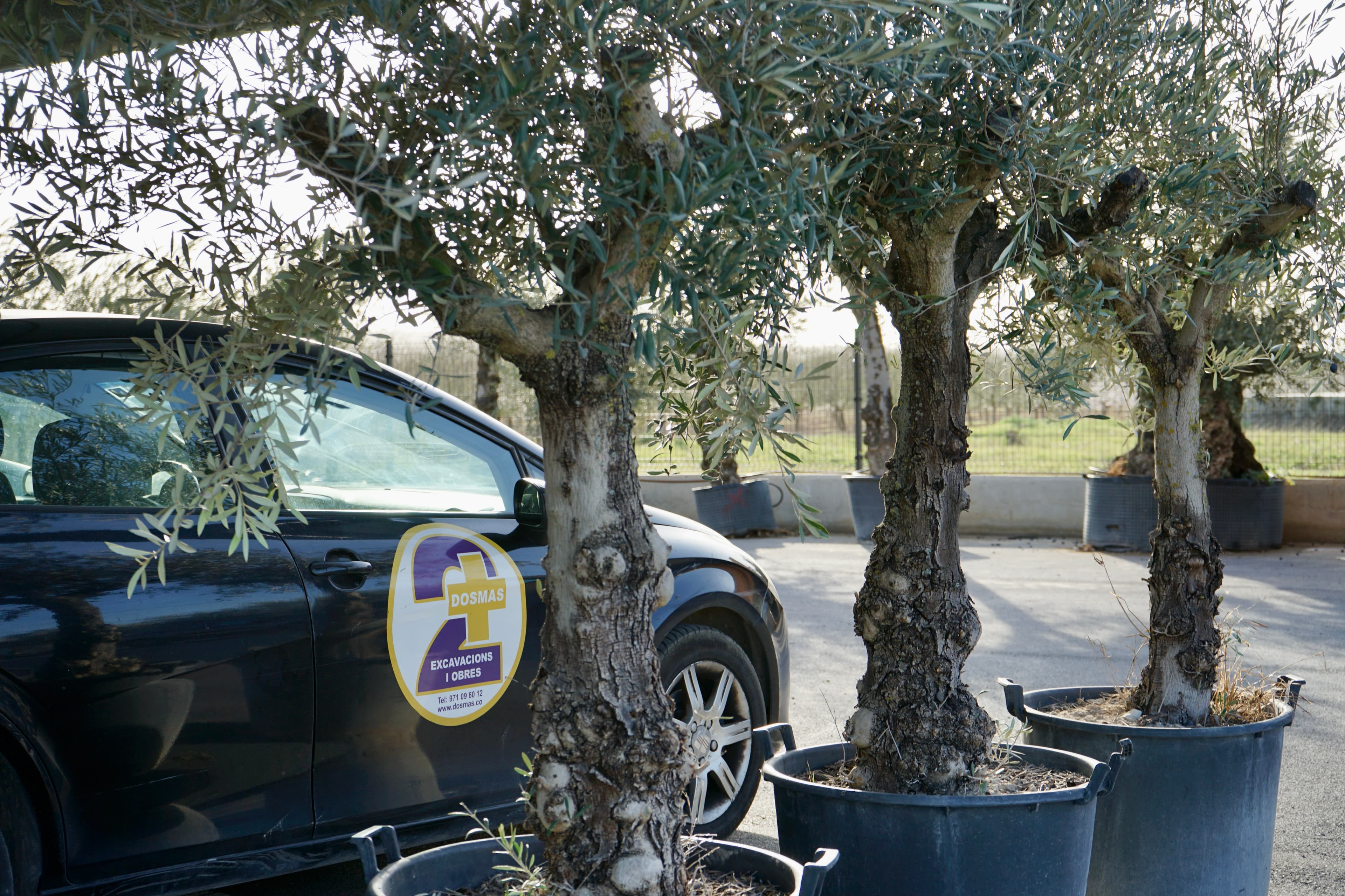 Pon un olivo centenario en tu jardín y transforma tu espacio en un lugar con alma 4