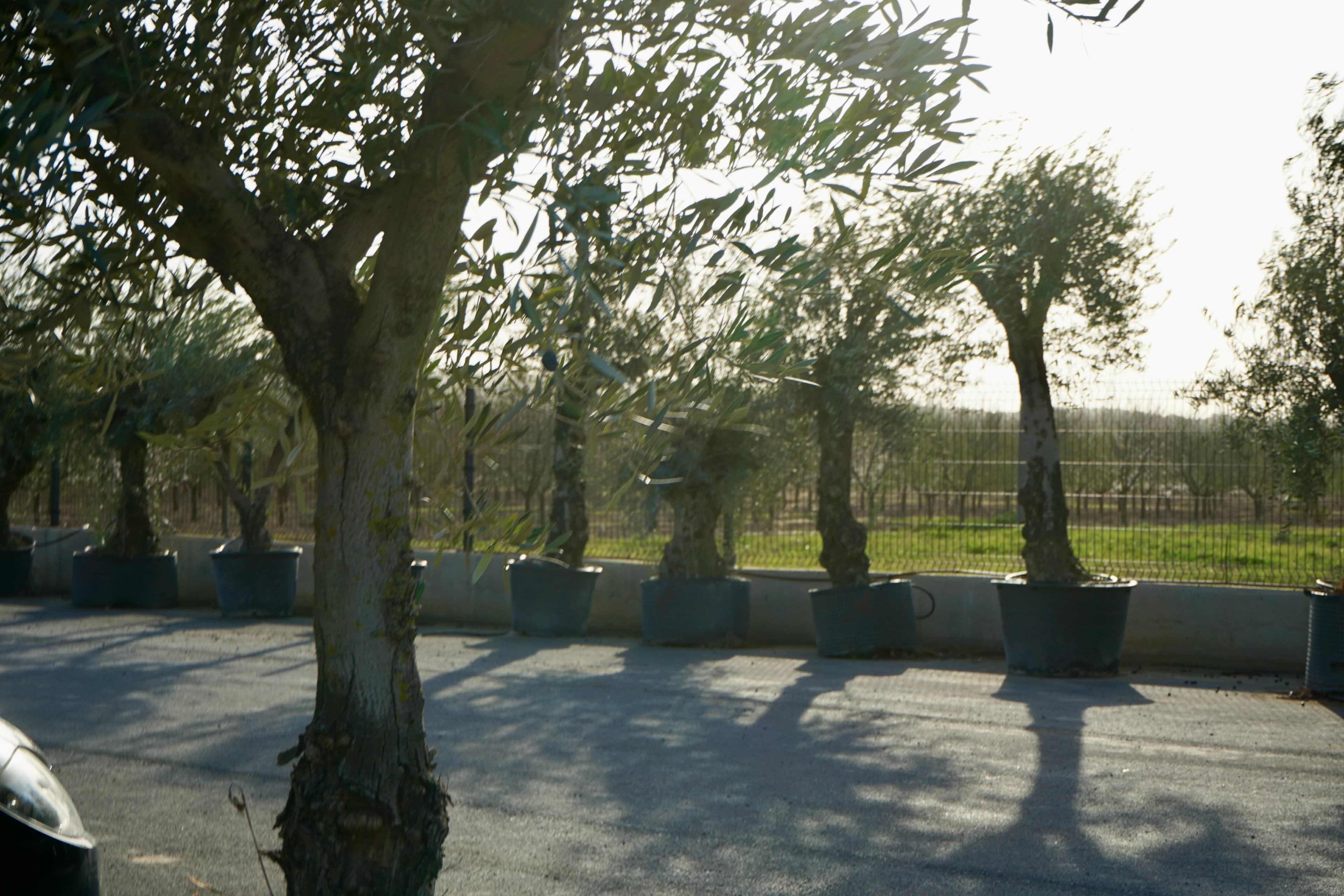 Pon un olivo centenario en tu jardín y transforma tu espacio en un lugar con alma