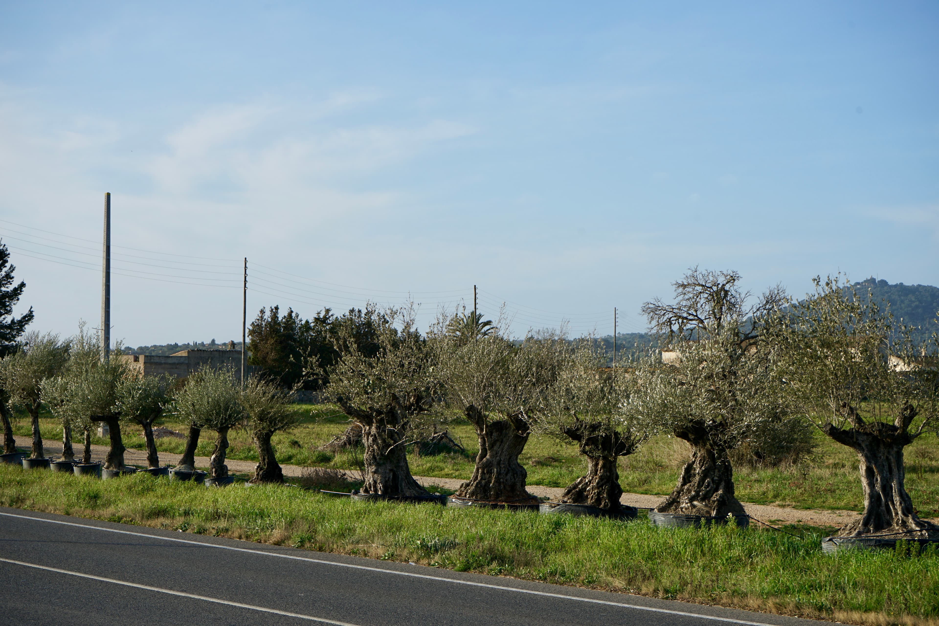 Pon un olivo centenario en tu jardín y transforma tu espacio en un lugar con alma 6