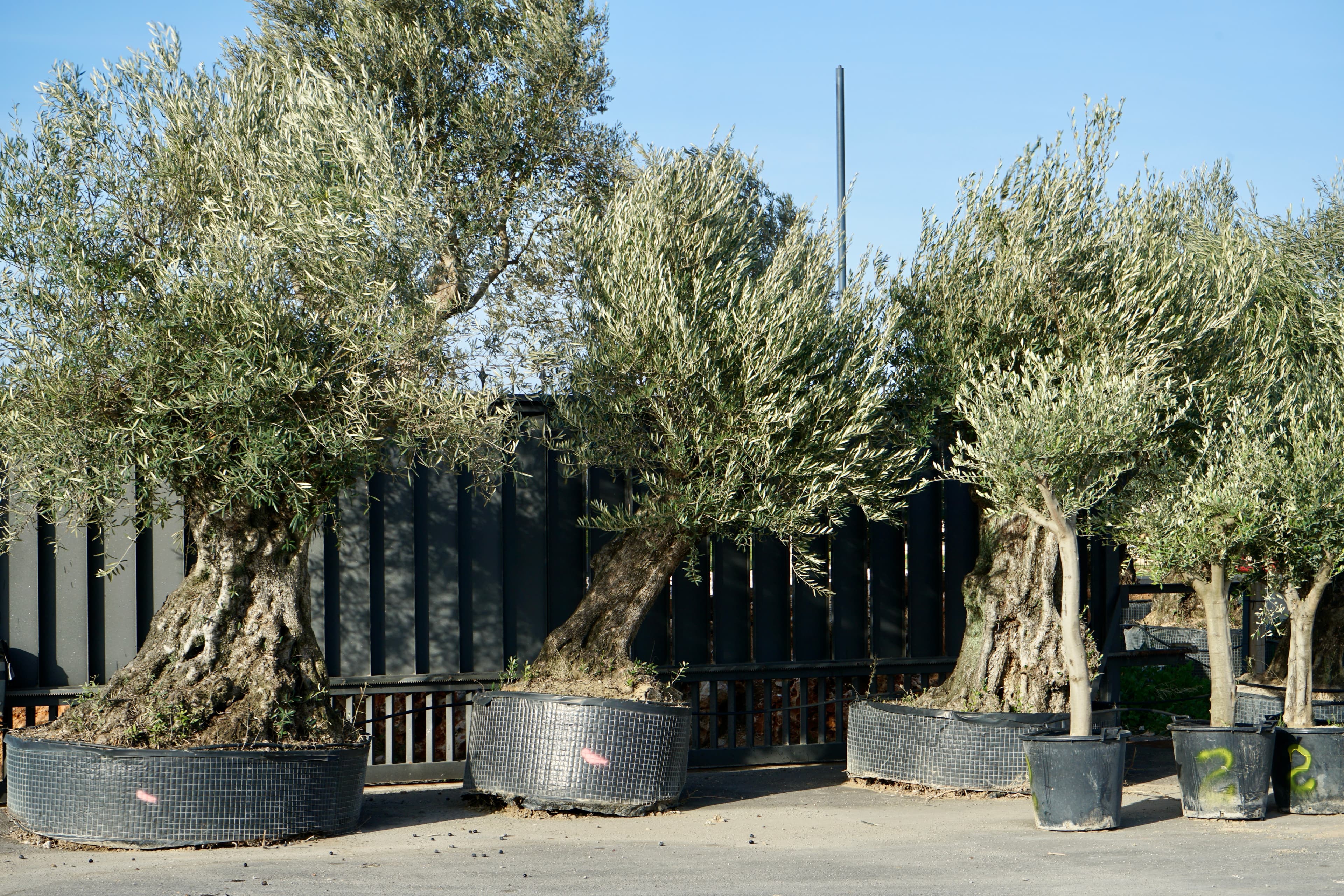 Pon un olivo centenario en tu jardín y transforma tu espacio en un lugar con alma 7