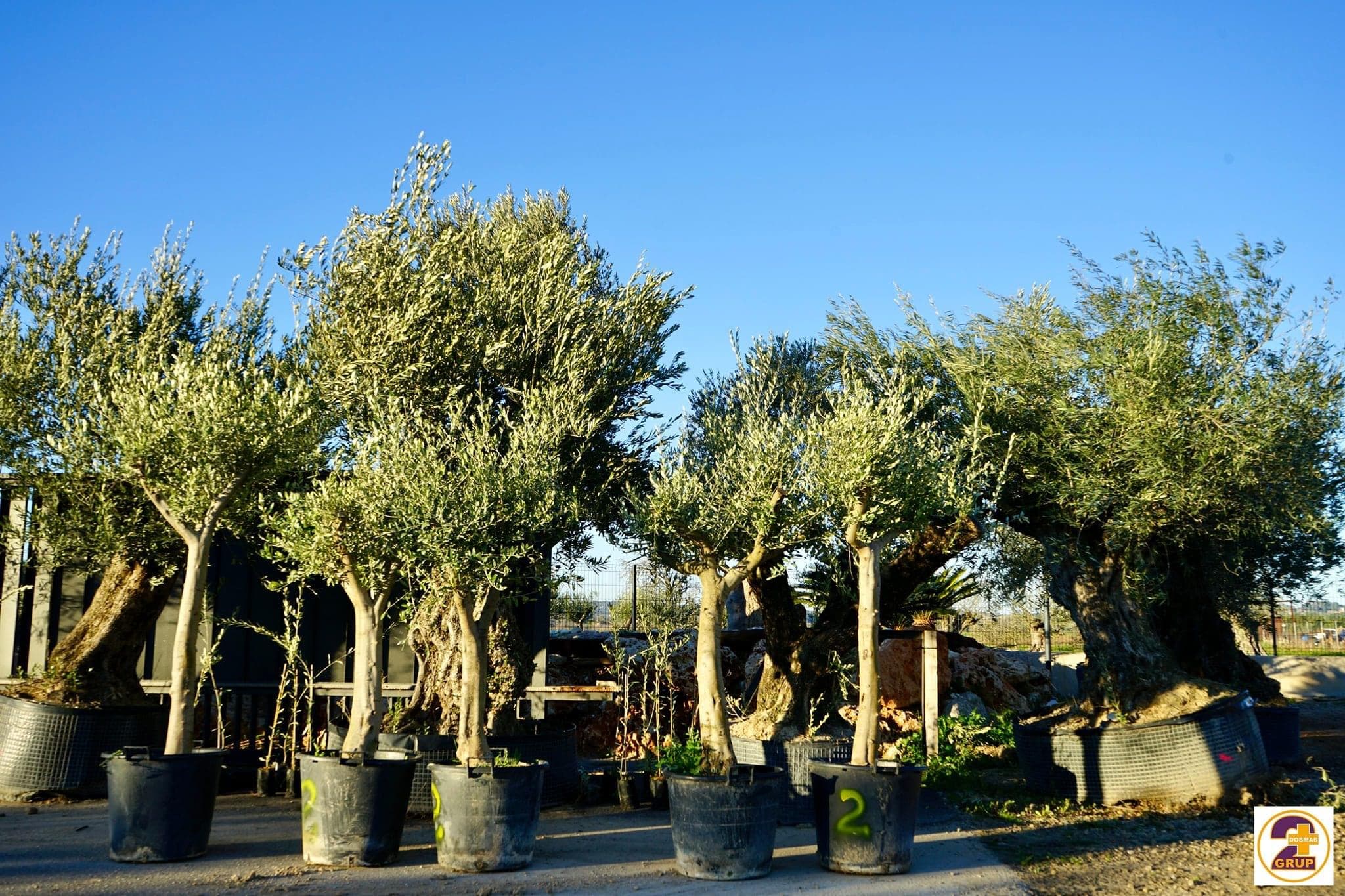 Pon un olivo centenario en tu jardín y transforma tu espacio en un lugar con alma 8